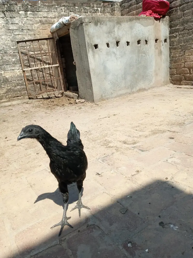 ayam cemani trio set — photo 5
