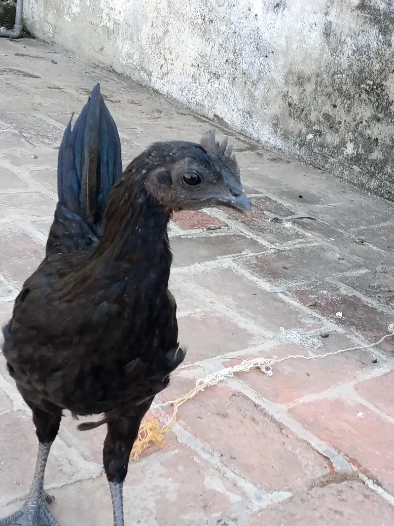 ayam cemani trio set — photo 6