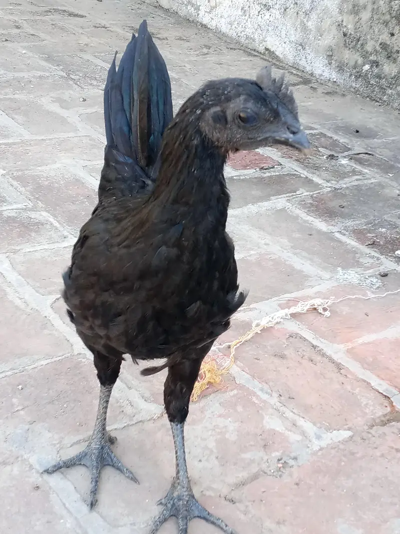 ayam cemani trio set — photo 7