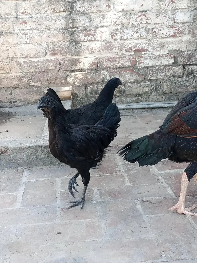 ayam cemani trio set — photo 8
