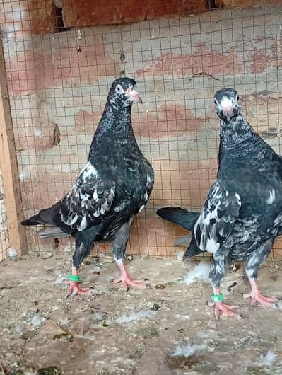 Rampuri bachy/king pair/sentinent pair