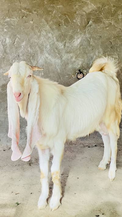 Gulabi | Breeder| pureWhite| Qurbani |2026 | Goats|