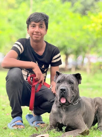 cane corso alabai Caucasian Shepherd 03234696626