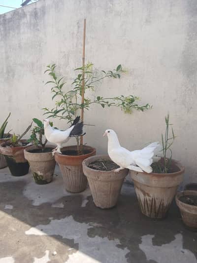 Beautiful White Lakkay Pair