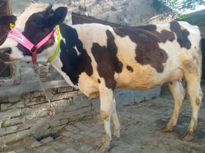 تازی سوی ہوئی گائے فار سیل ھے ساتھ وچھی ہے 03405766091