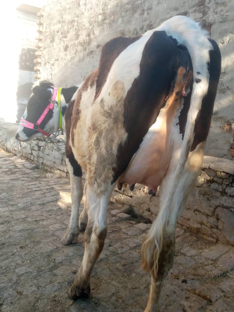 تازی سوی ہوئی گائے فار سیل ھے ساتھ وچھی ہے 03405766091 1