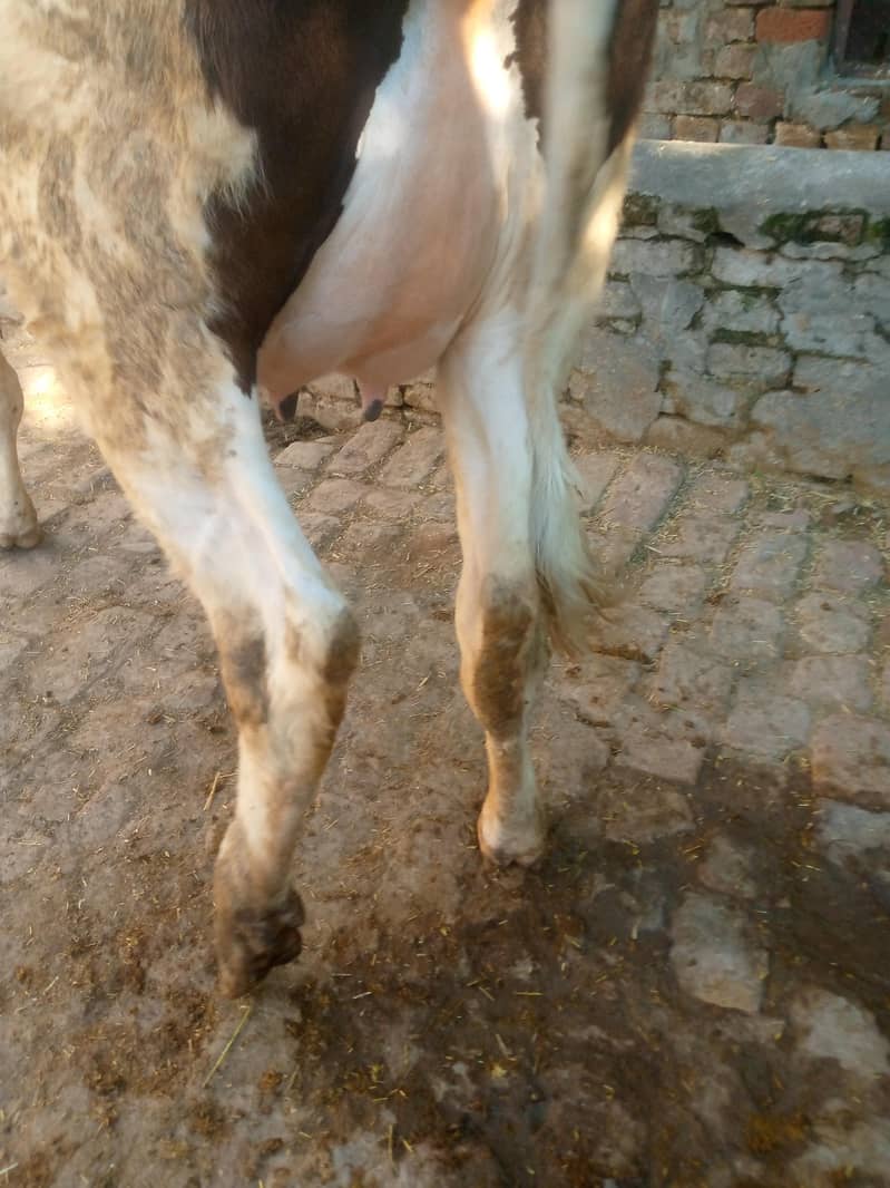 تازی سوی ہوئی گائے فار سیل ھے ساتھ وچھی ہے 03405766091 2