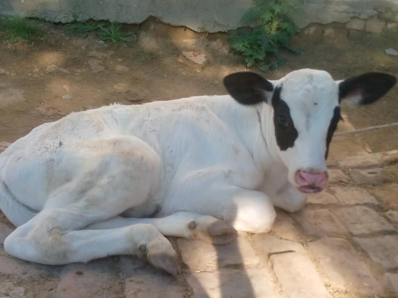 تازی سوی ہوئی گائے فار سیل ھے ساتھ وچھی ہے 03405766091 3