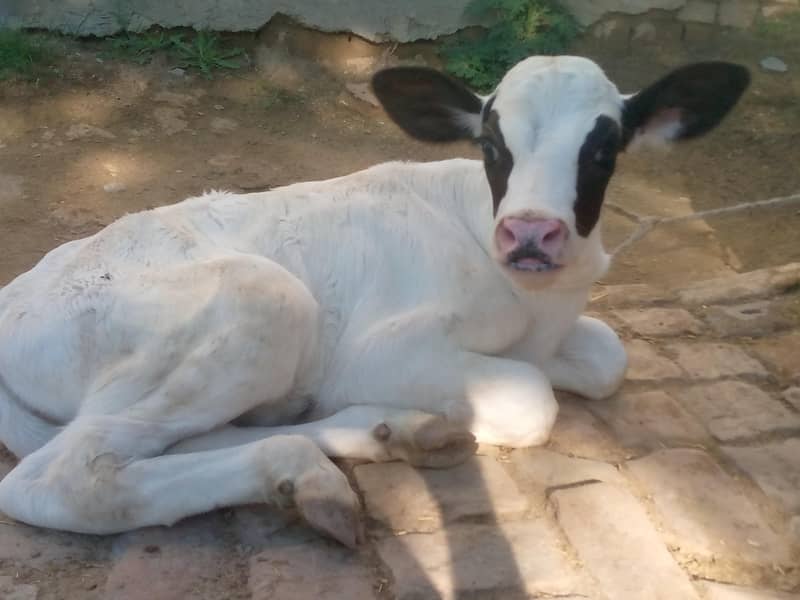 تازی سوی ہوئی گائے فار سیل ھے ساتھ وچھی ہے 03405766091 4