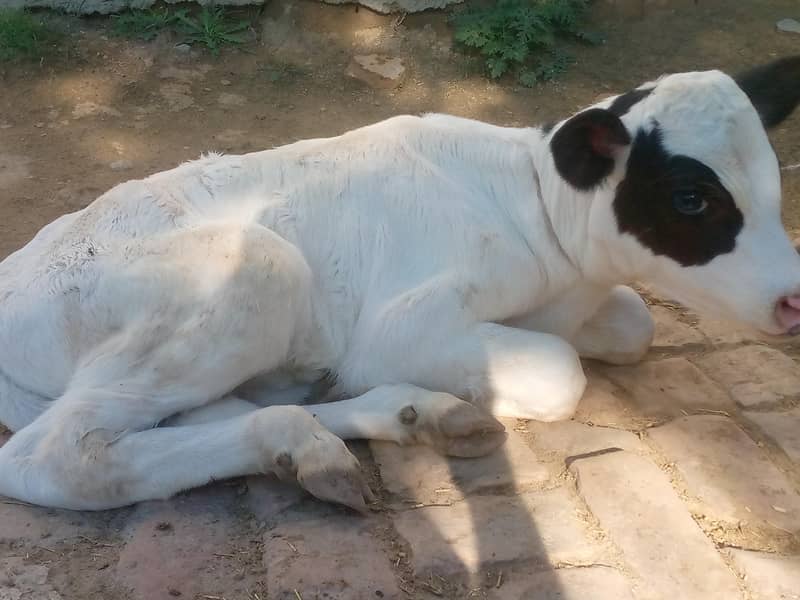 تازی سوی ہوئی گائے فار سیل ھے ساتھ وچھی ہے 03405766091 5