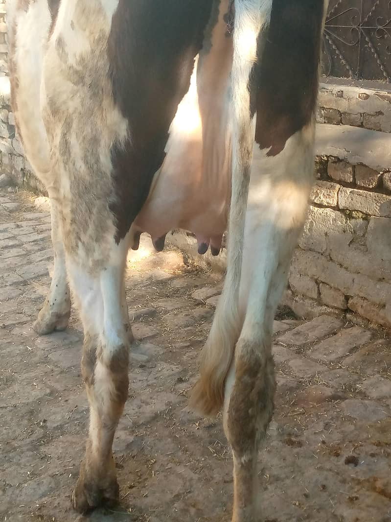 تازی سوی ہوئی گائے فار سیل ھے ساتھ وچھی ہے 03405766091 6