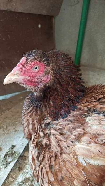 Hi quality kurk Madi full band jod mazbot Andy bacho ki granti ha