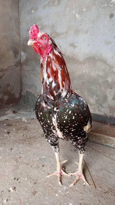 breeder murga full band jod mazbot Andy bacho ki granti ha