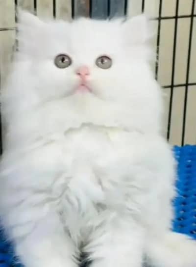 Persian female kitten for sale  Delivery available all Pakistan