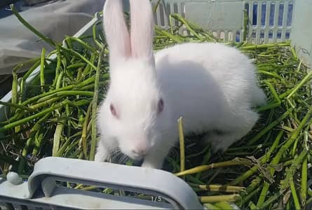 White rabbit, red eyes