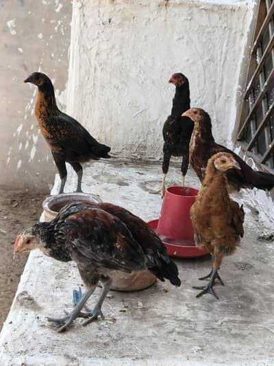 Golden Misri And Aseel Chicks