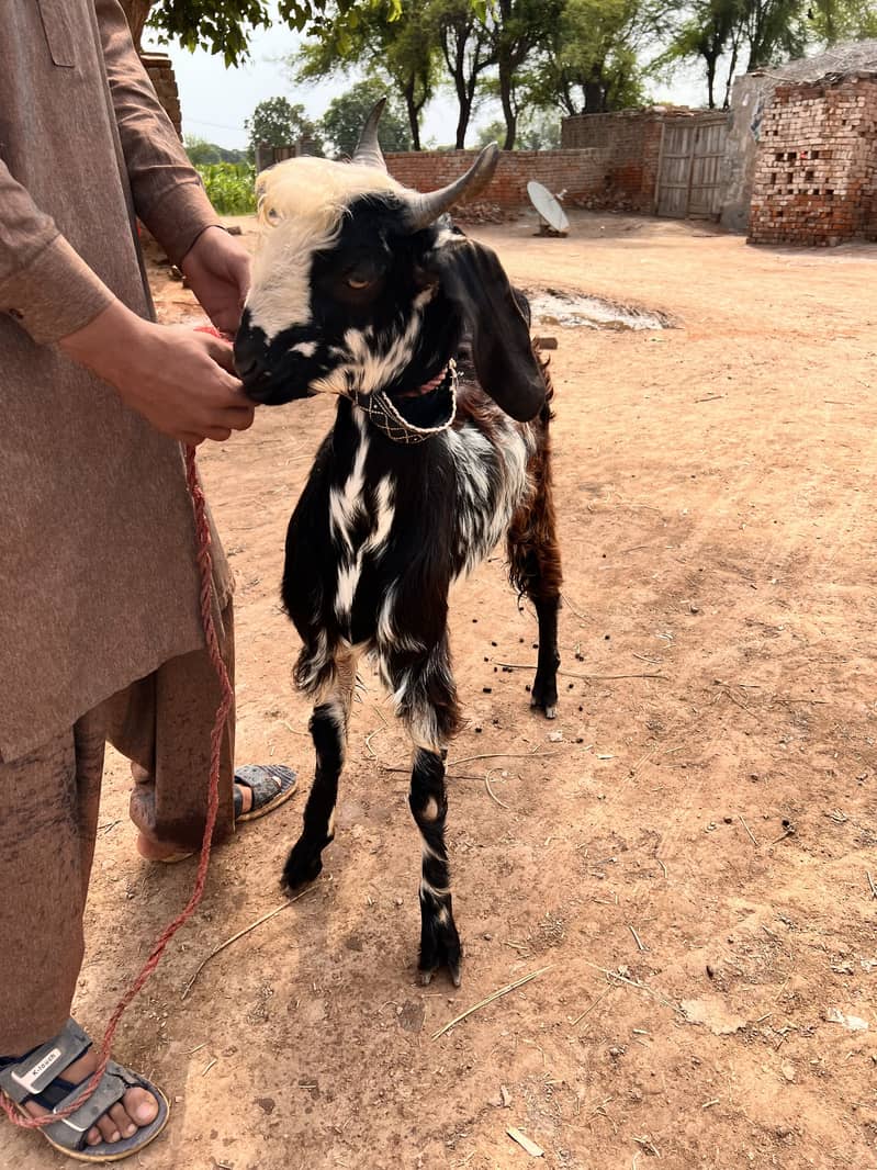 Bakra 0