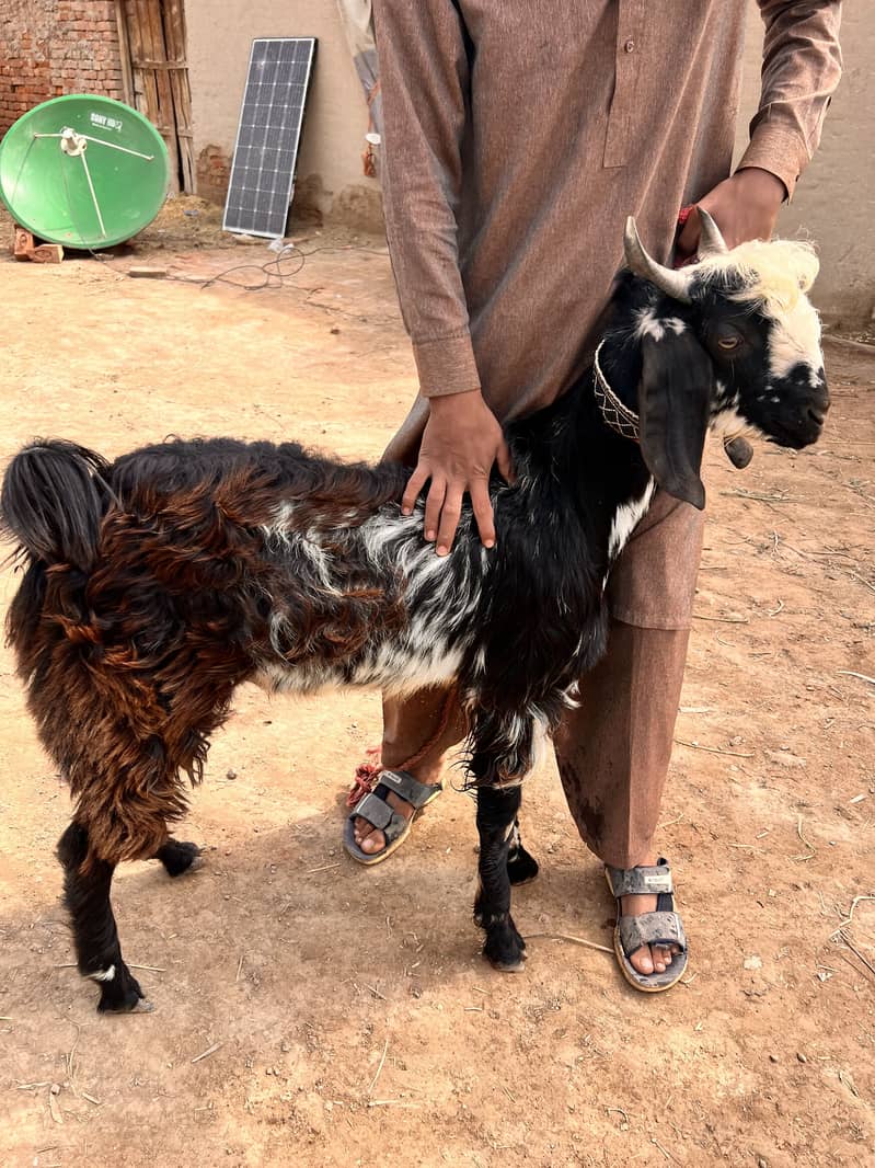 Bakra 1