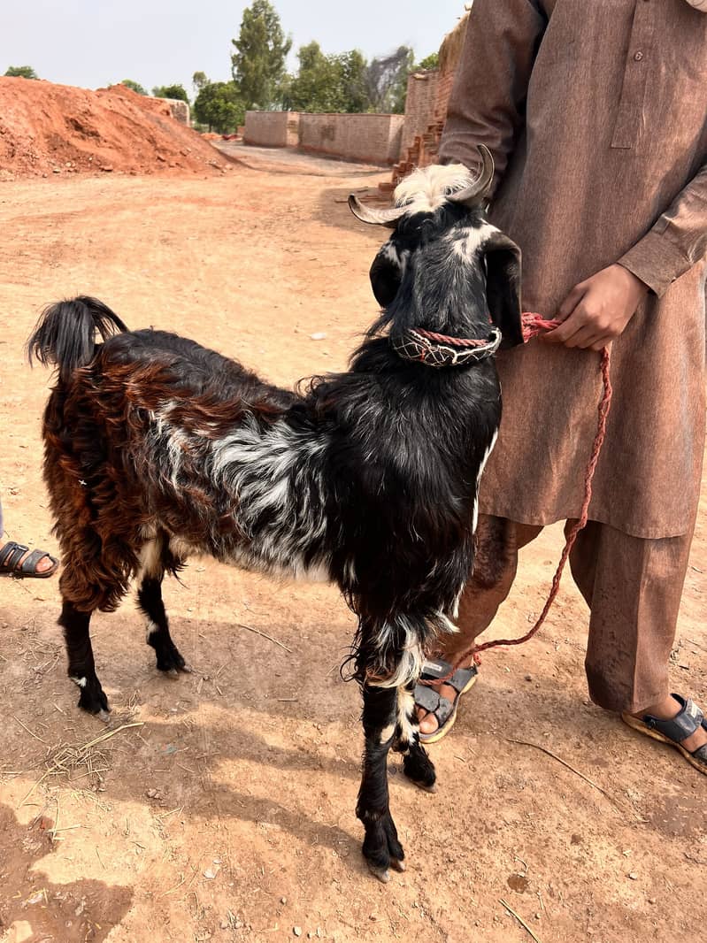 Bakra 3