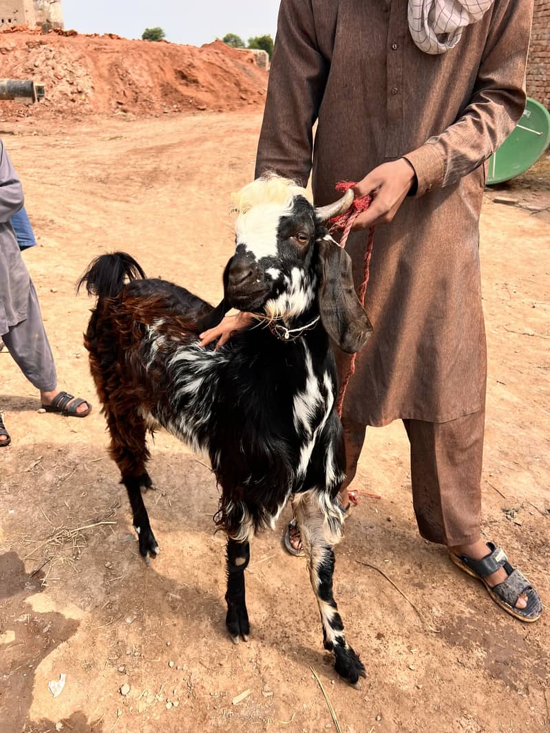 Bakra 4