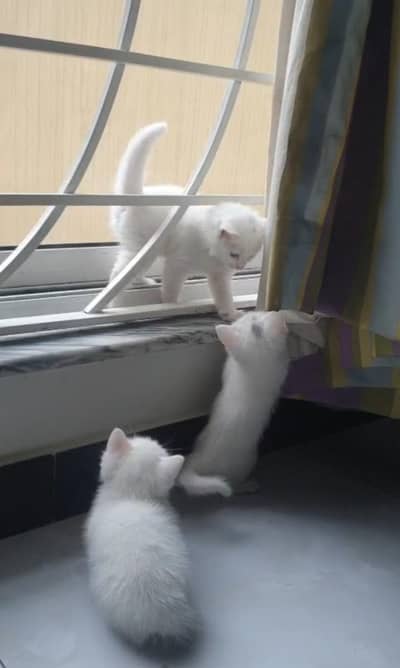 Double coated kitten