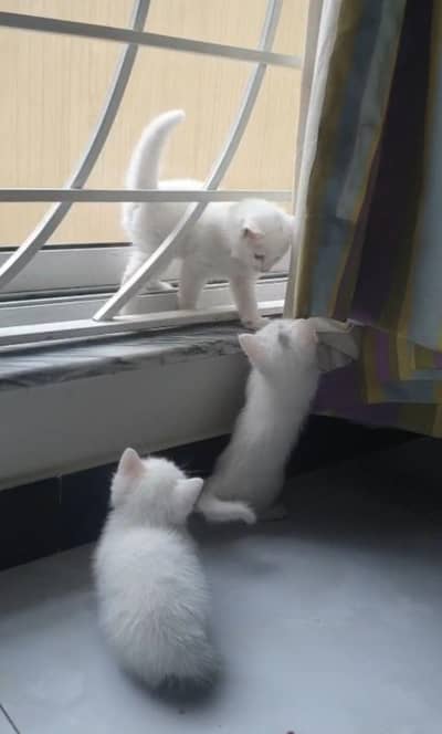 Double coated kitten