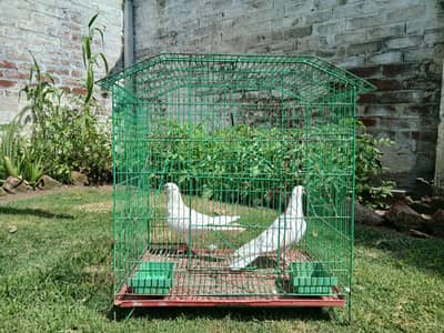 fancy pigeons with cage