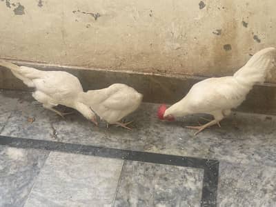 Beautiful Lohman white LSL