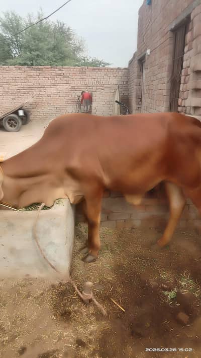 bachra urgent for sell 03083633156