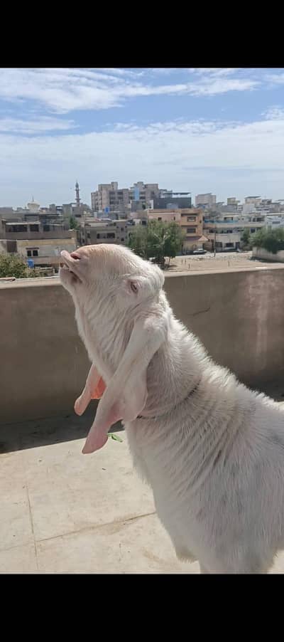 arjent sale dumba 4 dant