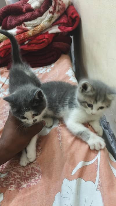 3 males and 1 female white wali