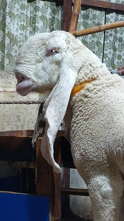 Pure Kajla Dumba breader (Sargodha)