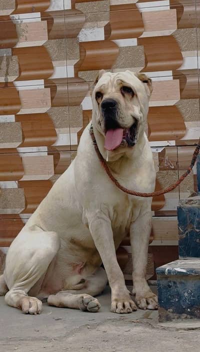 cane corso male  03234696626