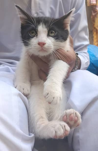 Beautiful Semi-Long Hair Kittens for Sale from Himalayan Mother