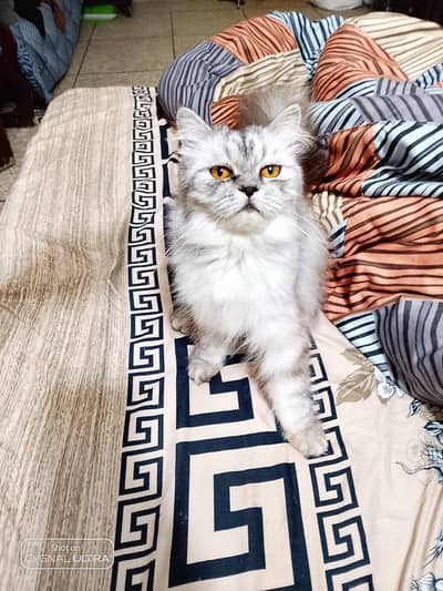 persian female cat