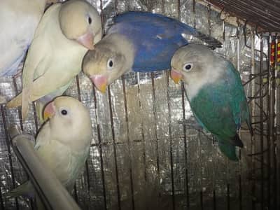 5 lovebirds for sale