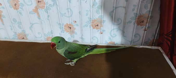 Raw Parrot Age 10 month