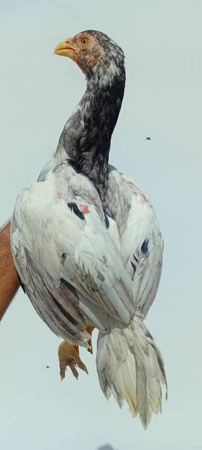 Shamo Cross Chicks Pair | Aseel Shamo | Healthy Shamo | Shamo Pair