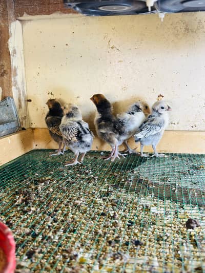 golden/silver sebright chicks