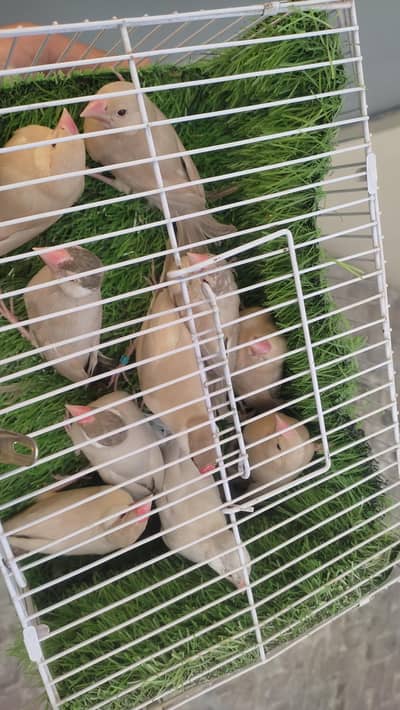 Fawn Java , Pathy, Adult, Ready to Breed