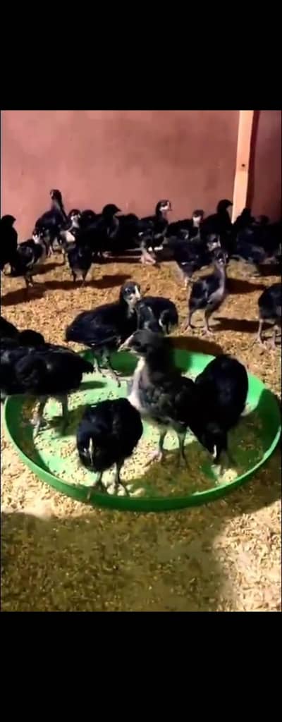 Austerlorp chicks | Asterlop hens