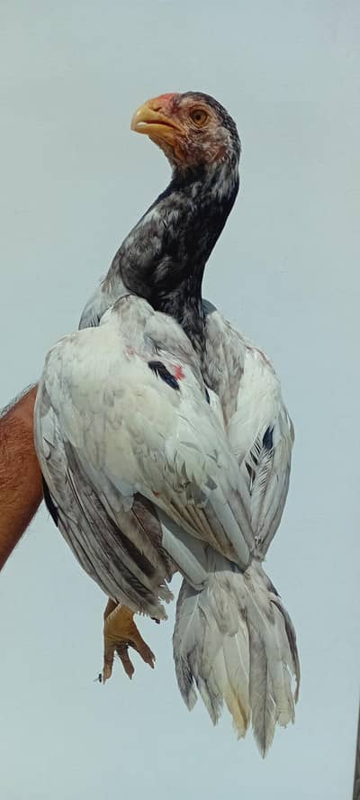 Heera Aseel Male Available | Aseel Heera | White Aseel Shamo