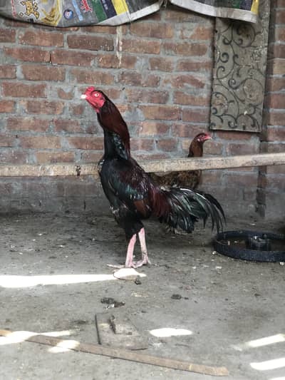 Aseel mall  full healde