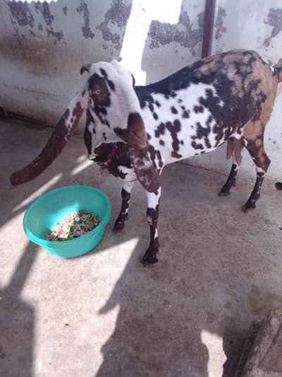 Achi breed ki bakri hy with 06 Months children pair.