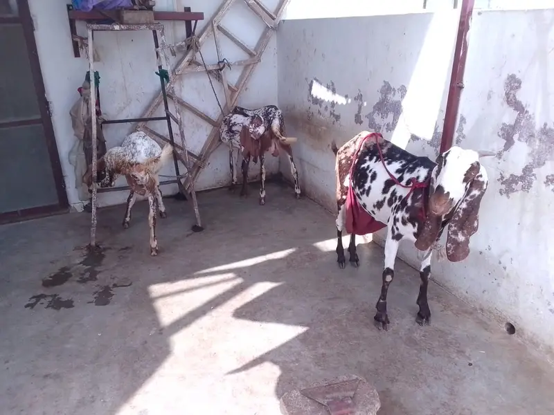 Achi breed ki bakri hy with 06 Months children pair. — photo 2