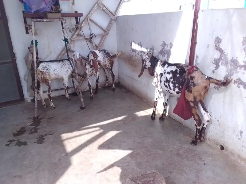 Achi breed ki bakri hy with 06 Months children pair. — photo 3