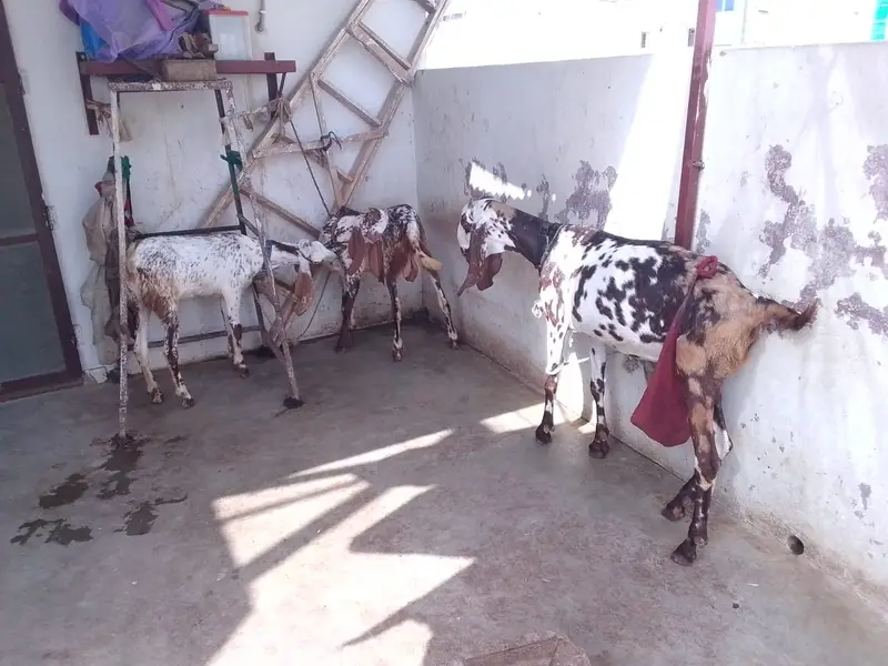 Achi breed ki bakri hy with 06 Months children pair. — photo 4