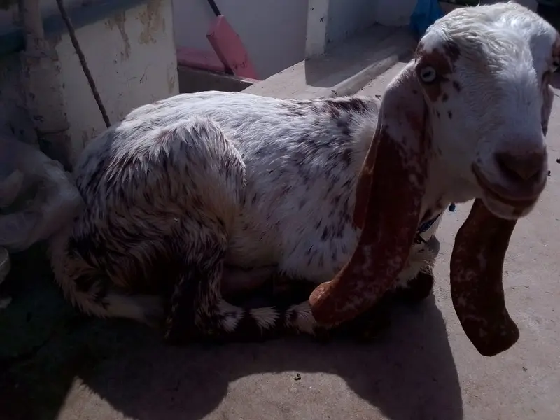 Achi breed ki bakri hy with 06 Months children pair. — photo 5