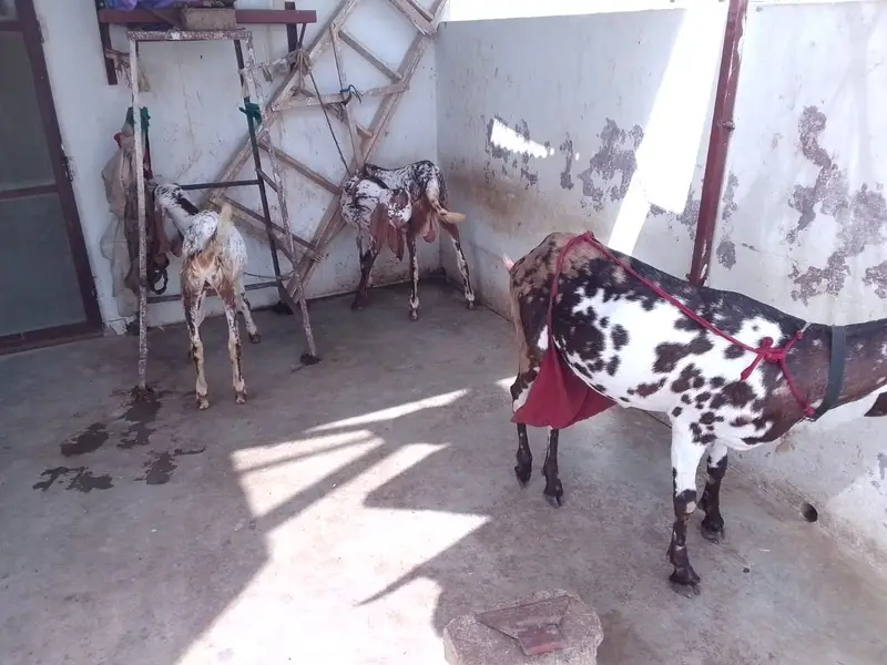 Achi breed ki bakri hy with 06 Months children pair. — photo 6