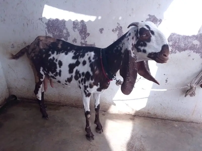 Achi breed ki bakri hy with 06 Months children pair. — photo 7